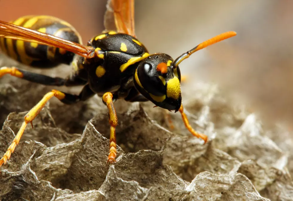 Beware of the “Zombees”!