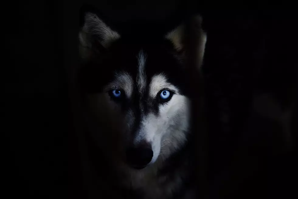 Owls, Huskies At Risk Thanks To Harry Potter & Game Of Thrones